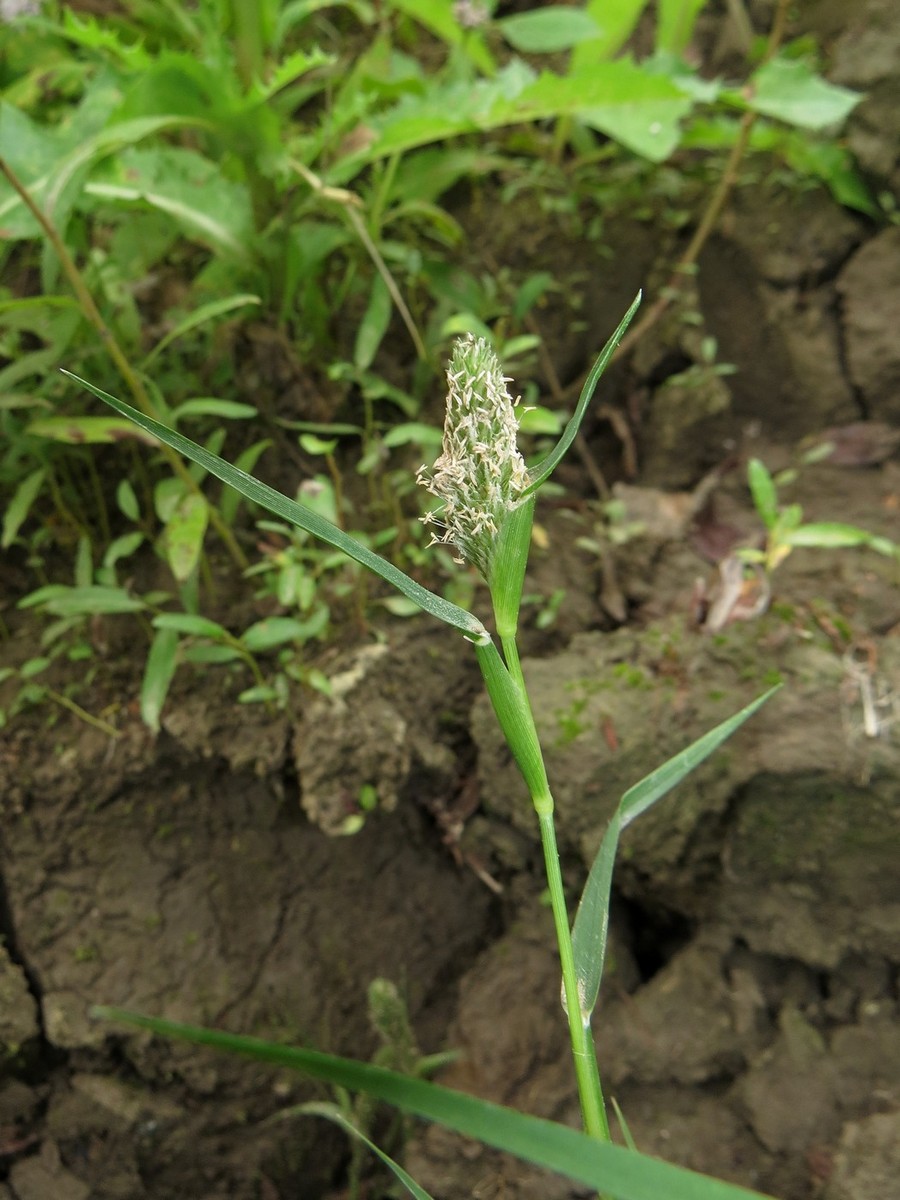 Изображение особи Crypsis schoenoides.