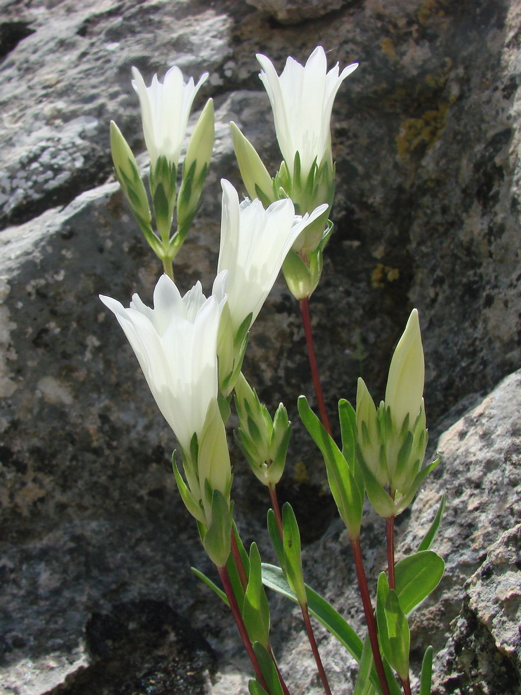 Image of Gentiana olivieri specimen.
