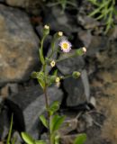 Erigeron acris. Соцветия. Красноярский край, Эвенкийский р-н, Государственный природный заповедник \"Тунгусский\", пр. берег р. Подкаменная Тунгуска, каменистый участок. 06.07.2013.