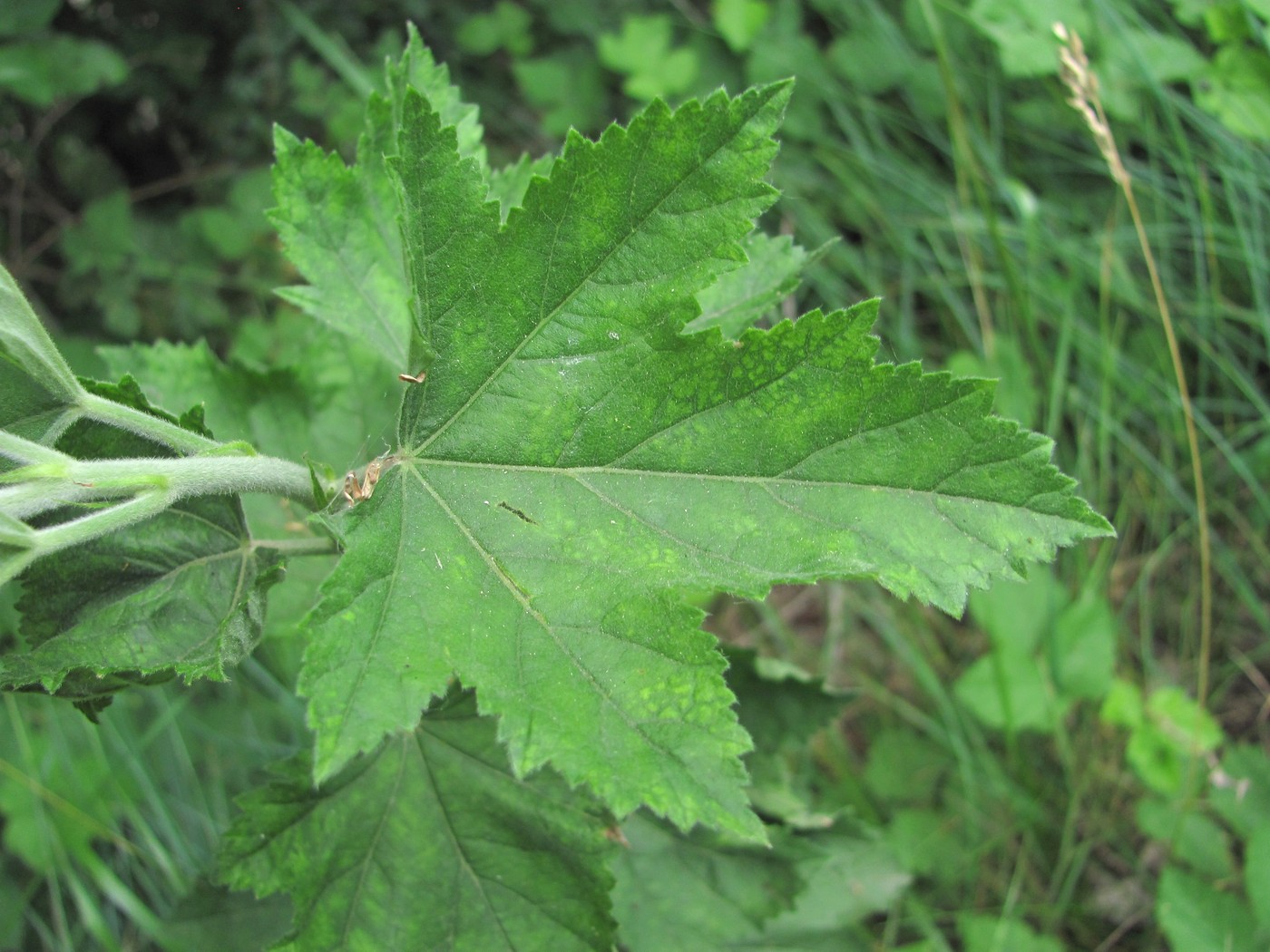 Image of Althaea armeniaca specimen.