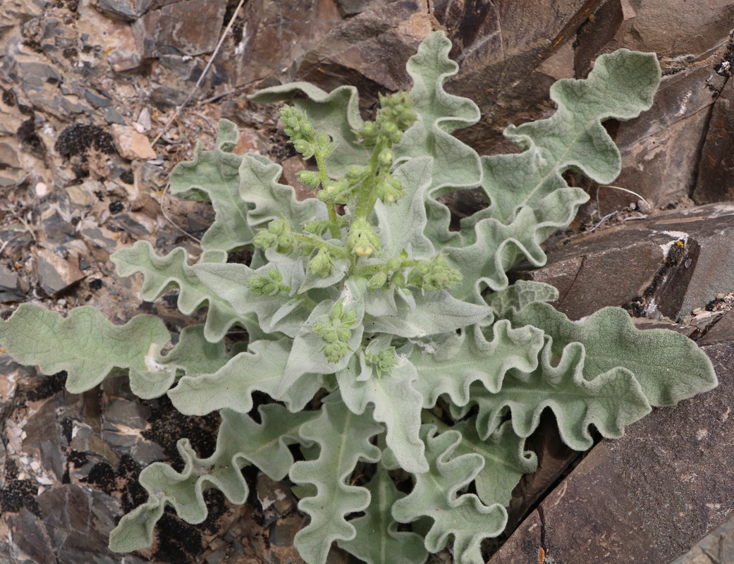 Изображение особи род Verbascum.