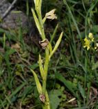 Ophrys mammosa