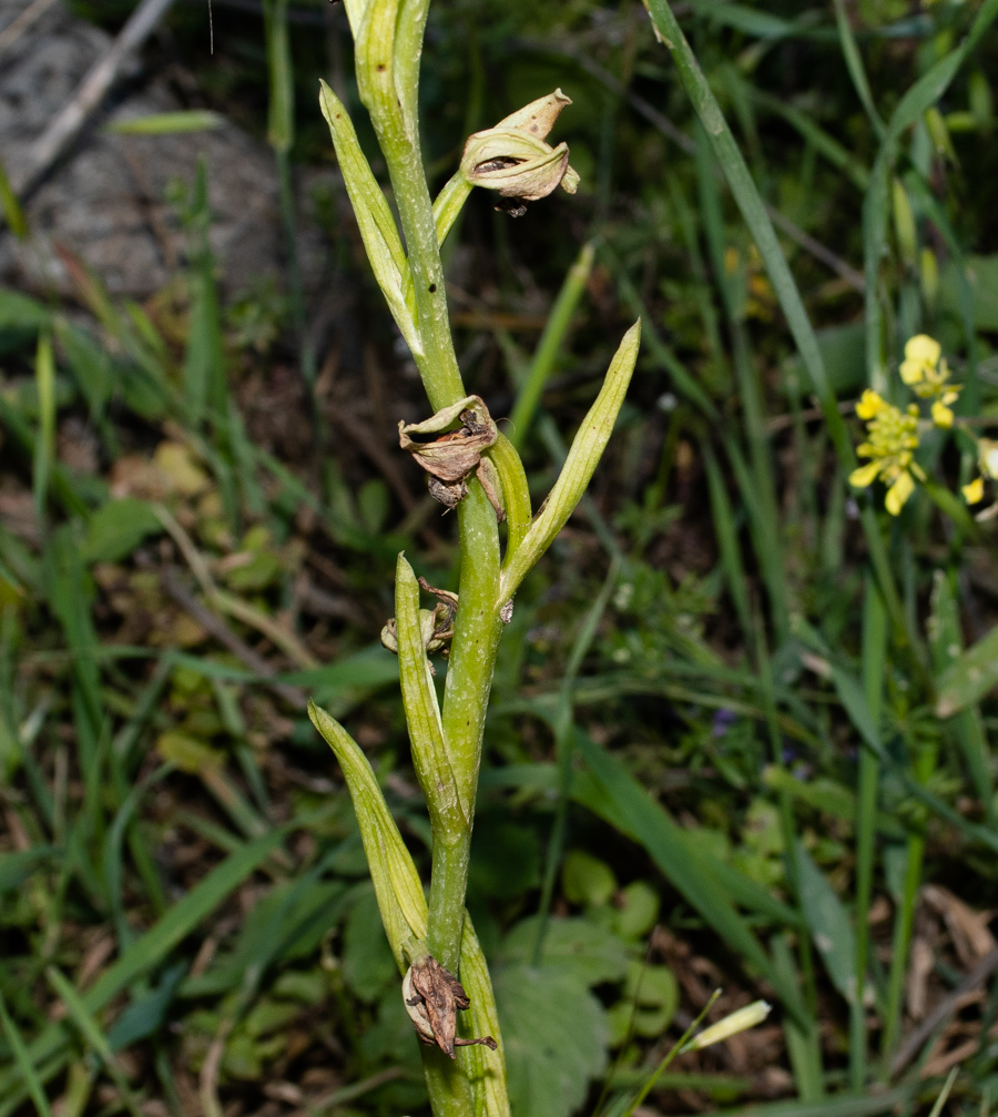 Image of Ophrys mammosa specimen.