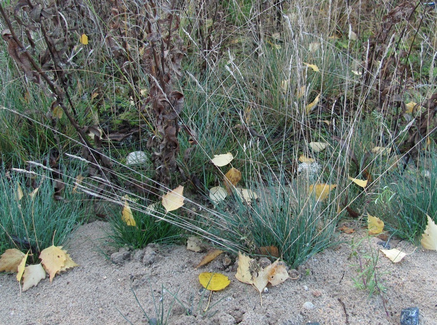 Image of Festuca trachyphylla specimen.