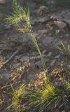 Poa bulbosa ssp. vivipara