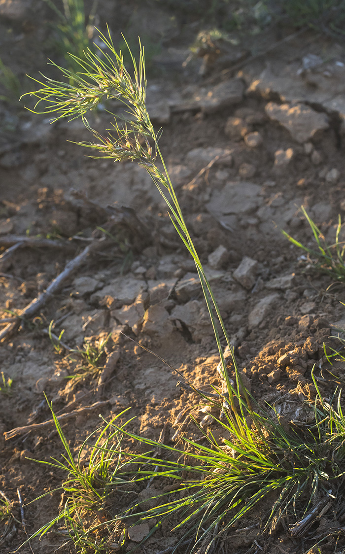 Image of Poa bulbosa ssp. vivipara specimen.