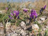 Astragalus onobrychis. Соцветия и листья. Крым, Керченский п-ов, Ленинский р-н, окр с. Глазовка, гора Хрони, ≈ 175 м н.у.м., на монолите. 28.05.2021.