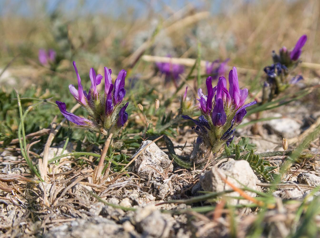 Image of Astragalus onobrychis specimen.