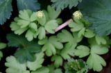 Adoxa moschatellina