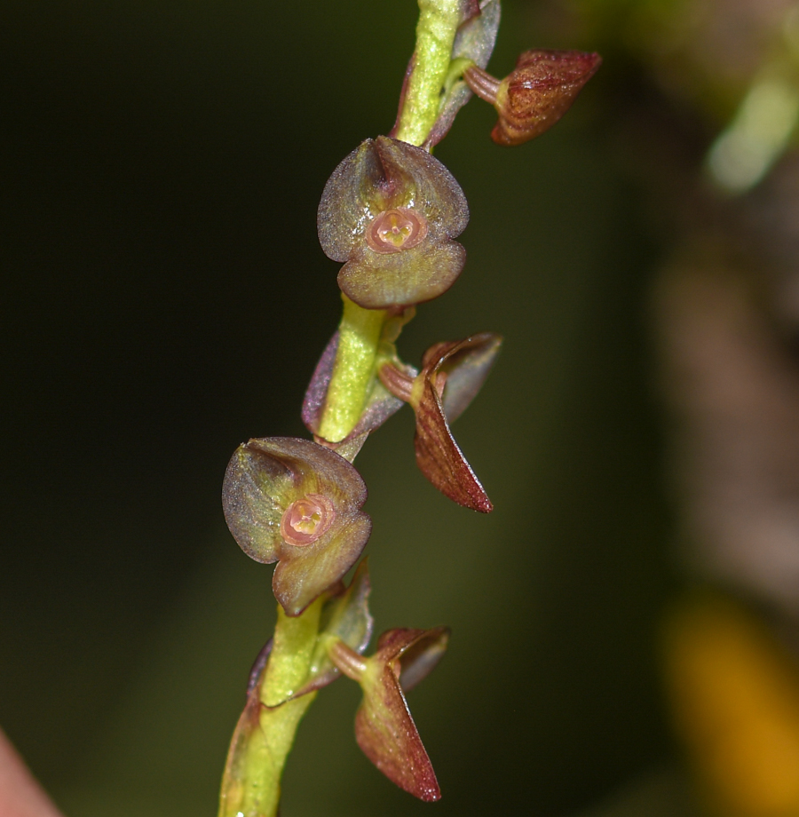 Изображение особи род Stelis.