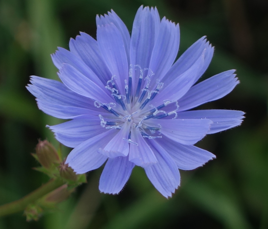 Image of Cichorium intybus specimen.