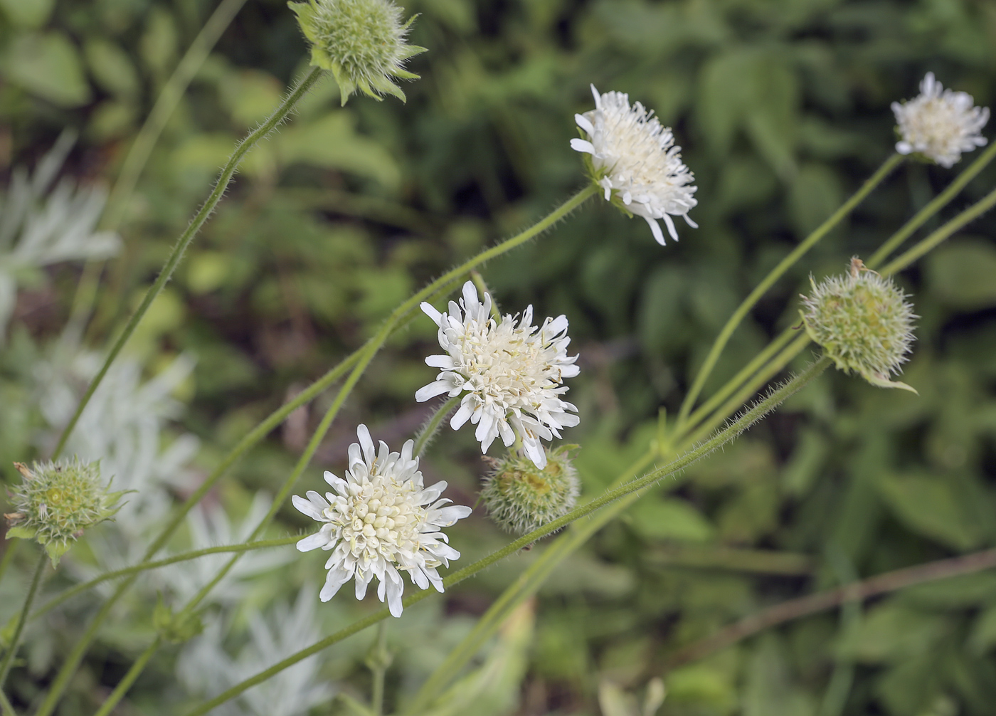 Изображение особи Knautia tatarica.