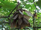 Acer obtusatum