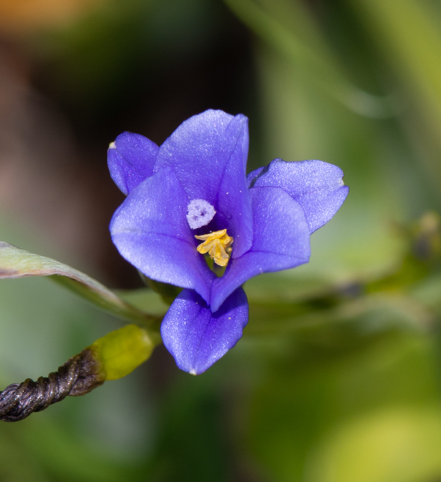 Image of Aristea ecklonii specimen.