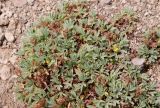Sibbaldia parviflora