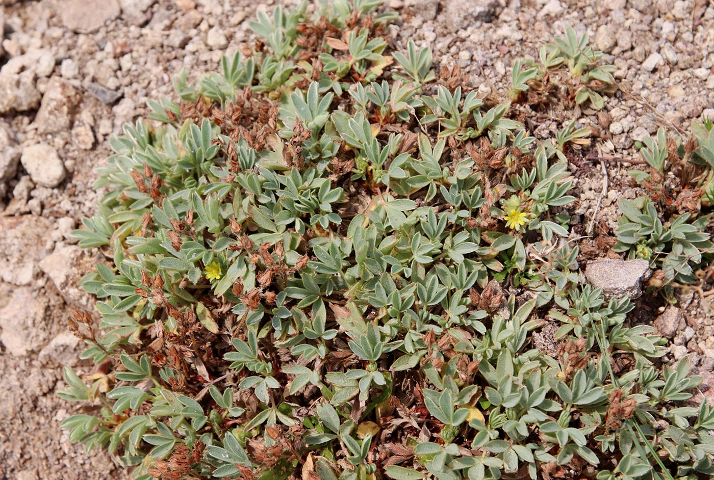 Image of Sibbaldia parviflora specimen.