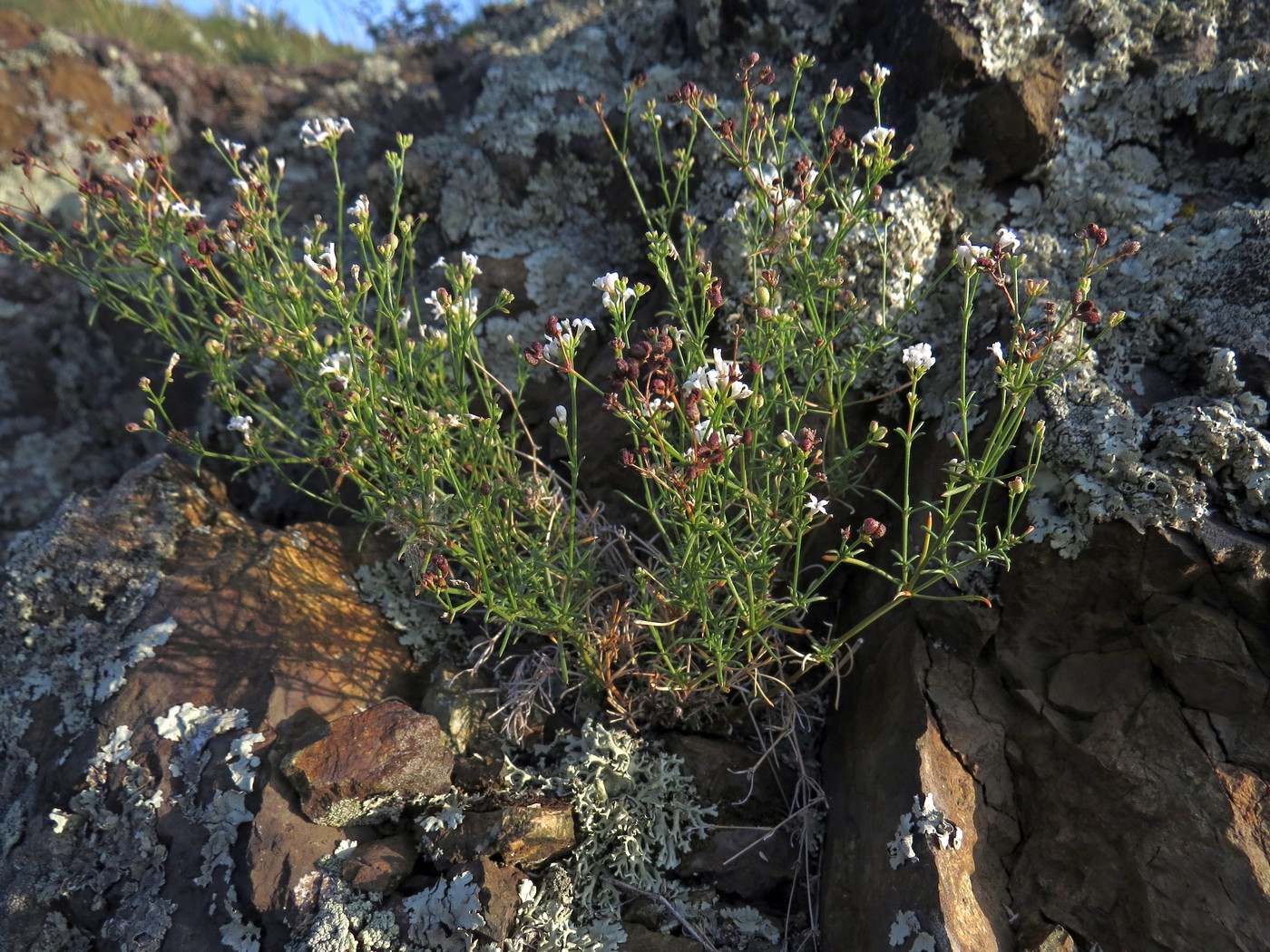 Image of Asperula petraea specimen.