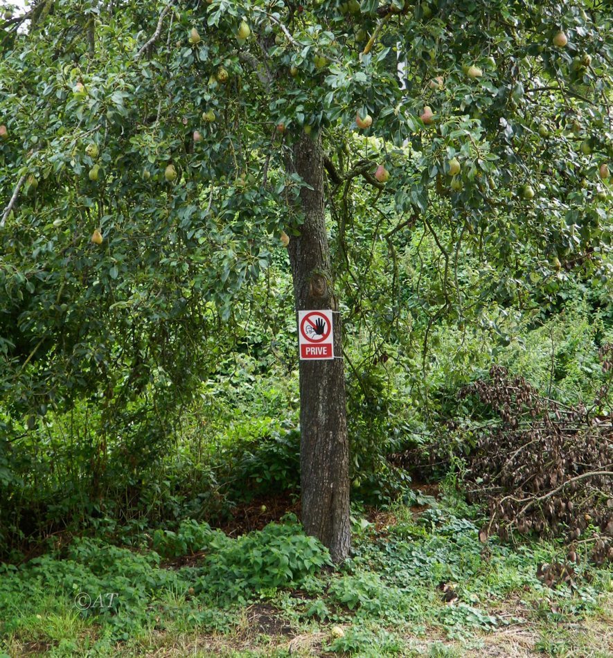 Image of Pyrus communis specimen.