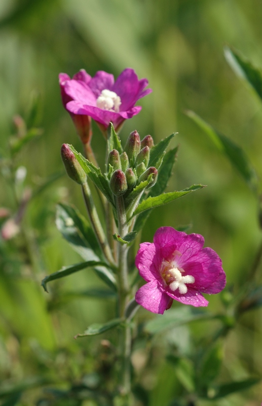 Image of Epilobium hirsutum specimen.