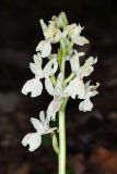 Orchis provincialis. Соцветие. Краснодарский край, г/о Сочи, Лазаревский р-н, окр. ж.-д. станции Чемитоквадже, склон С экспозиции, дубовый лес. 28 апреля 2021 г.