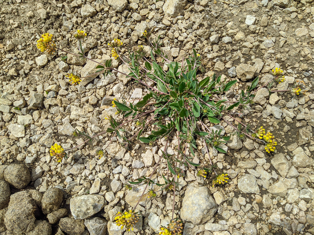 Image of Anthyllis lachnophora specimen.