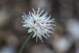 Allium saxatile