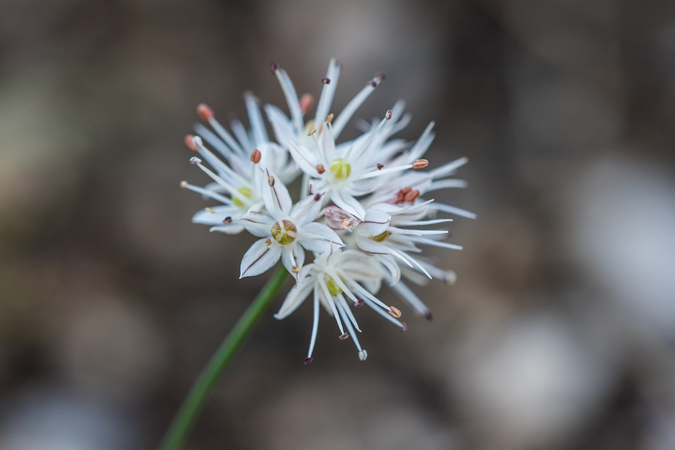 Изображение особи Allium saxatile.