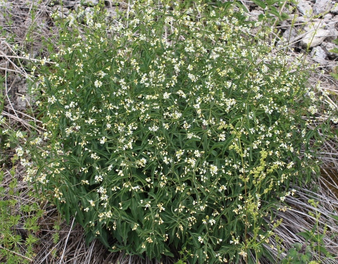 Image of Vincetoxicum hirundinaria specimen.