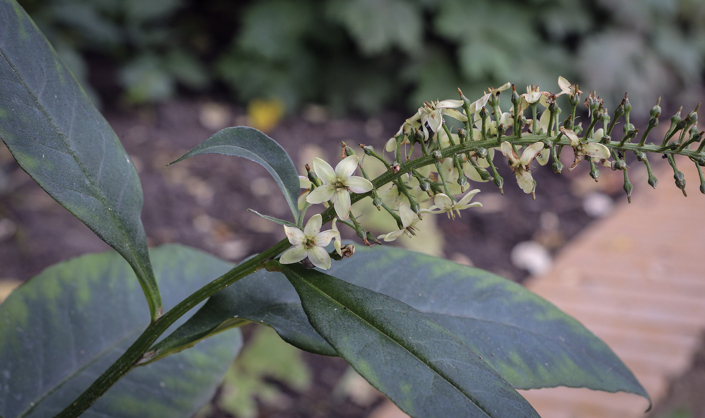 Image of Lysimachia clethroides specimen.