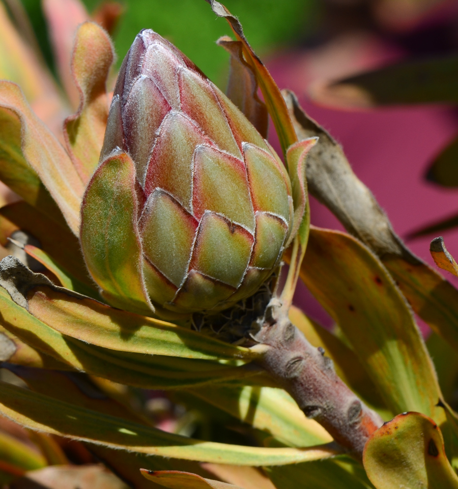 Image of Protea obtusifolia specimen.