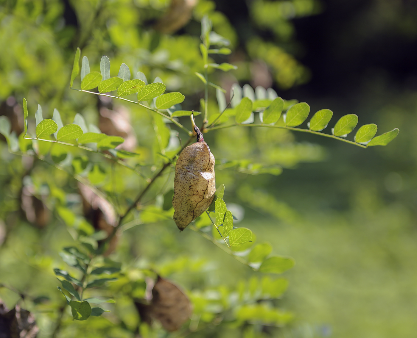 Image of Colutea arborescens specimen.