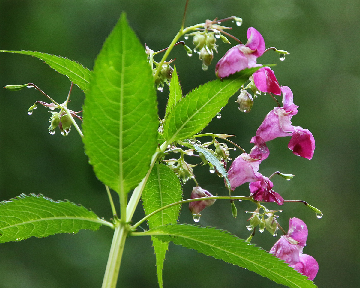 Image of Impatiens glandulifera specimen.