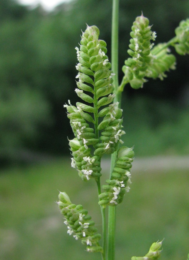 Изображение особи Beckmannia syzigachne.