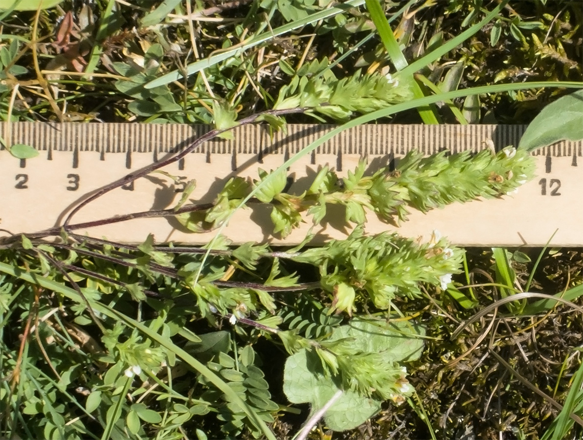 Image of Euphrasia amblyodonta specimen.