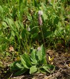 Plantago urvillei