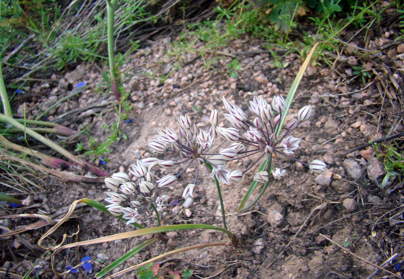 Изображение особи Allium oreophilum.