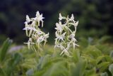 Platanthera metabifolia. Соцветия. Сахалинская обл., Южно-Курильский, р-н, о-в Кунашир, окр. мыса Столбчатый. Июль 2008 г.