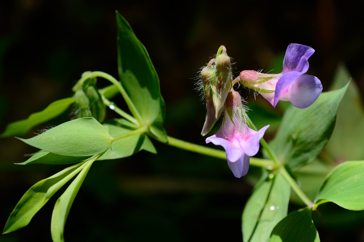 Image of Lathyrus laxiflorus specimen.