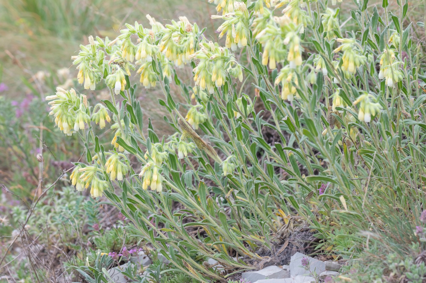 Image of Onosma montana specimen.