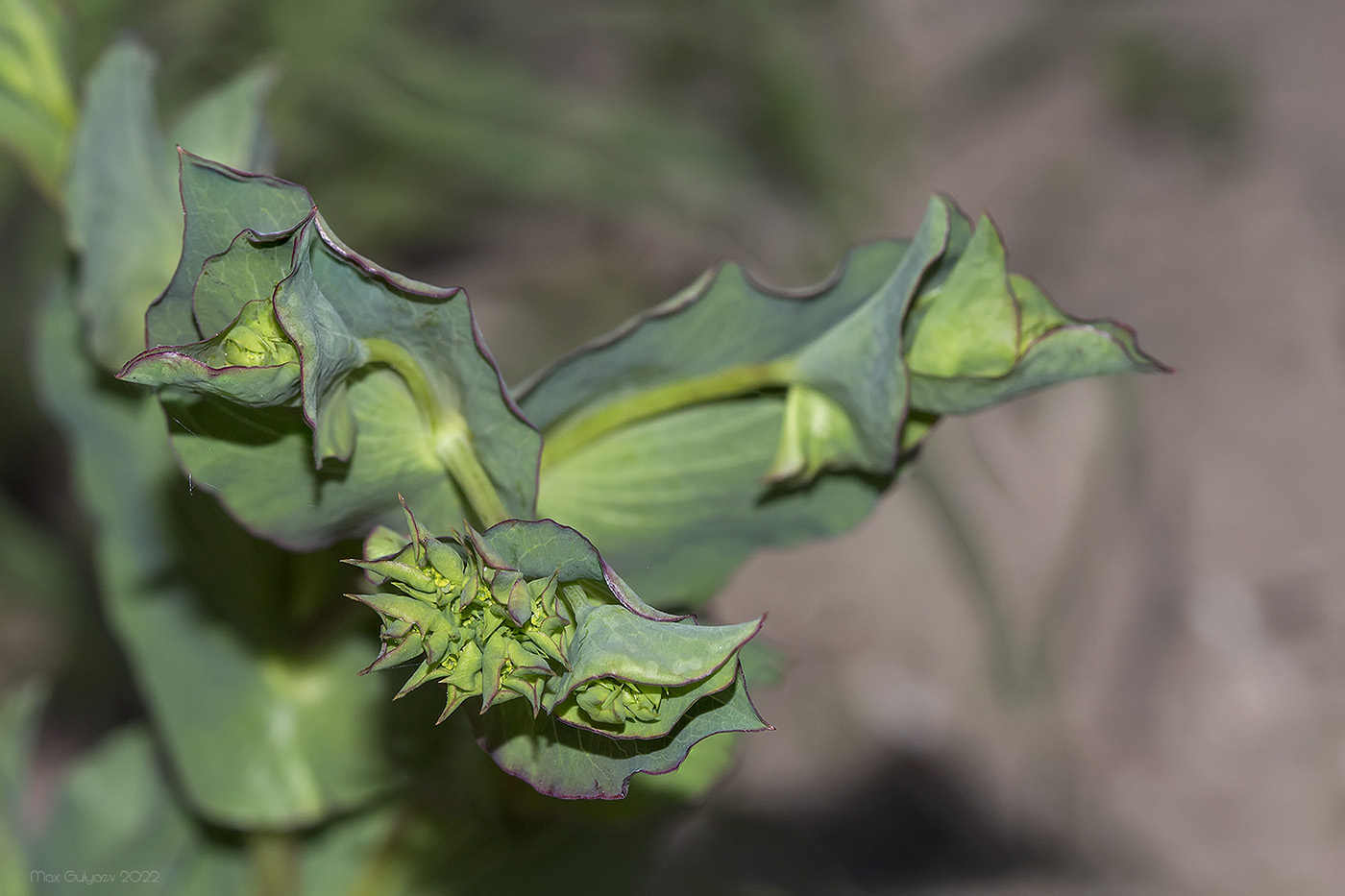 Image of Bupleurum rotundifolium specimen.