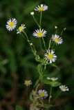 Erigeron annuus. Верхушка цветущего растения. Республика Абхазия, окр. Нового Афона. 20.08.2009.