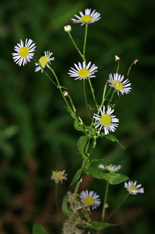 Image of Erigeron annuus specimen.