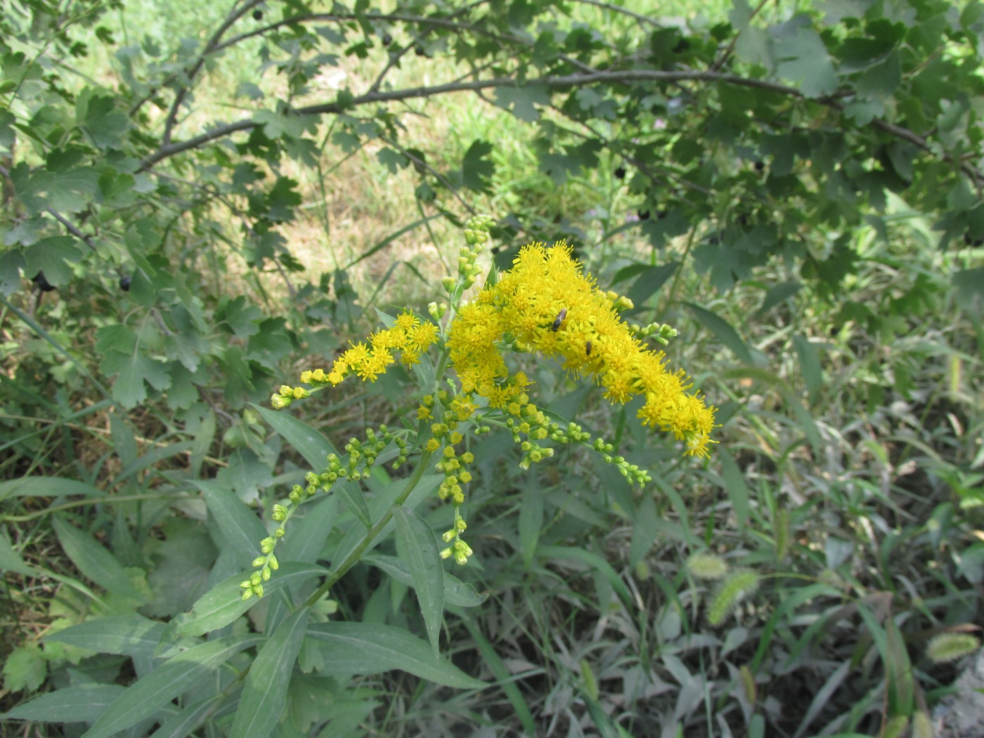 Изображение особи Solidago kuhistanica.