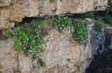 Campanula pendula. Цветущие растения. Дагестан, Гунибский р-н, Салтинская теснина, на скале. 30.07.2022.