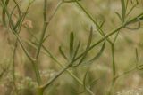 Image of taxon representative. Author is Илья Михеев