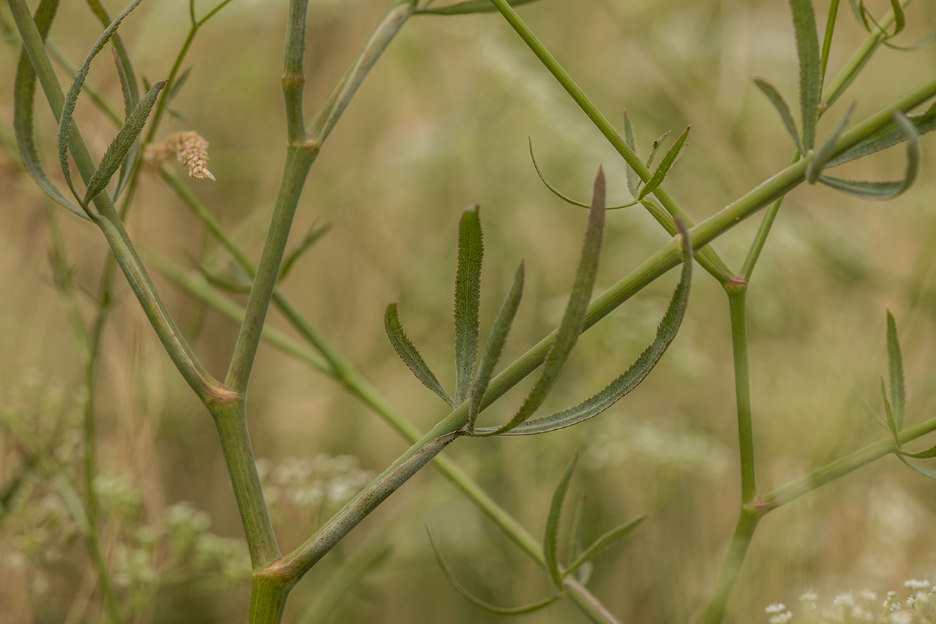 Изображение особи Falcaria vulgaris.