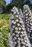 genus Echium. Верхушка соцветия. Испания, автономное сообщество Каталония, провинция Жирона, комарка Баш-Эмпорда, муниципалитет Палафружель, ботанический сад \"Кап-Роч\". 29.04.2022.