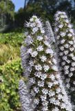 род Echium. Верхушка соцветия. Испания, автономное сообщество Каталония, провинция Жирона, комарка Баш-Эмпорда, муниципалитет Палафружель, ботанический сад \"Кап-Роч\". 29.04.2022.