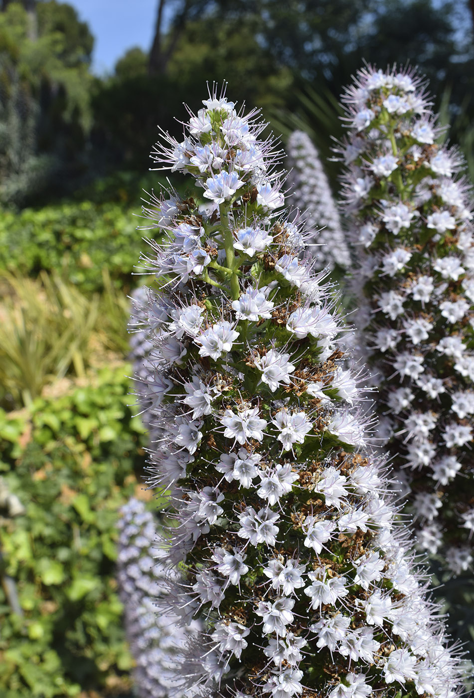 Изображение особи род Echium.