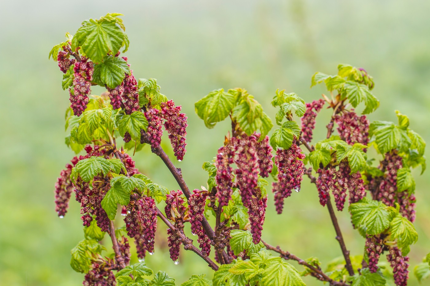 Изображение особи Ribes biebersteinii.